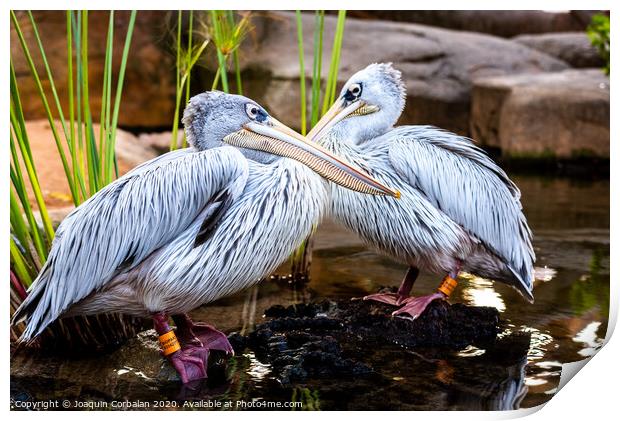 Pair of pink pelicans in a pond. Pelecanus rufescens. Print by Joaquin Corbalan