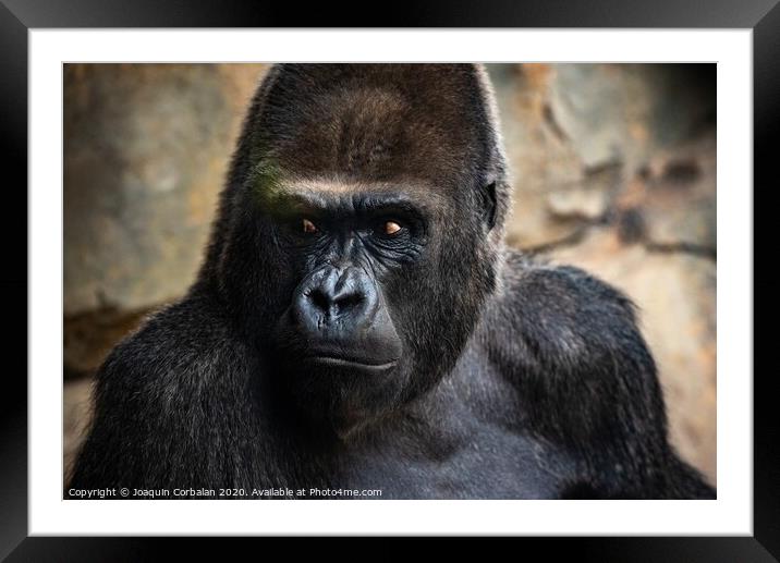 Western male gorilla sitting, Gorilla gorilla gorilla, in a zoo. Framed Mounted Print by Joaquin Corbalan