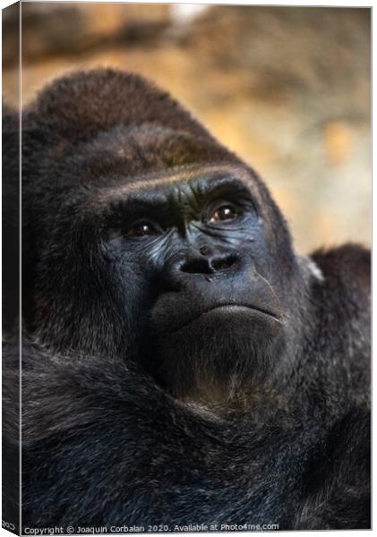 Western male gorilla sitting, Gorilla gorilla gorilla, in a zoo. Canvas Print by Joaquin Corbalan