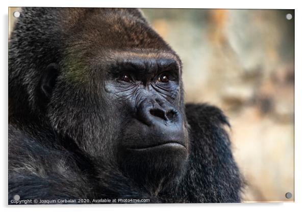 Male western gorilla looking around, Gorilla gorilla gorilla Acrylic by Joaquin Corbalan