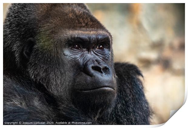 Male western gorilla looking around, Gorilla gorilla gorilla Print by Joaquin Corbalan