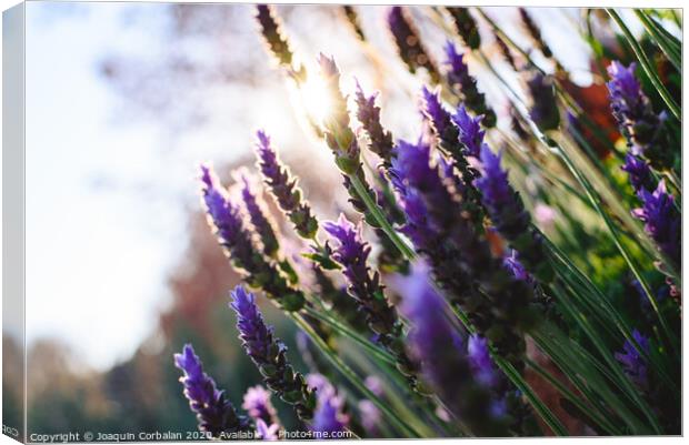 Lavender, beautiful and romantic aromatic plant with bright colors. Canvas Print by Joaquin Corbalan