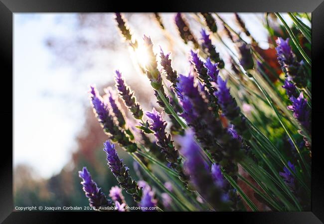 Lavender, beautiful and romantic aromatic plant with bright colors. Framed Print by Joaquin Corbalan