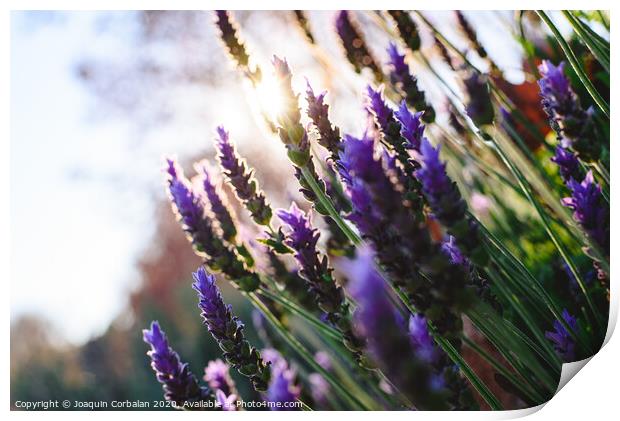 Lavender, beautiful and romantic aromatic plant with bright colors. Print by Joaquin Corbalan