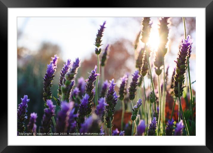 Lavender, beautiful and romantic aromatic plant with bright colors. Framed Mounted Print by Joaquin Corbalan