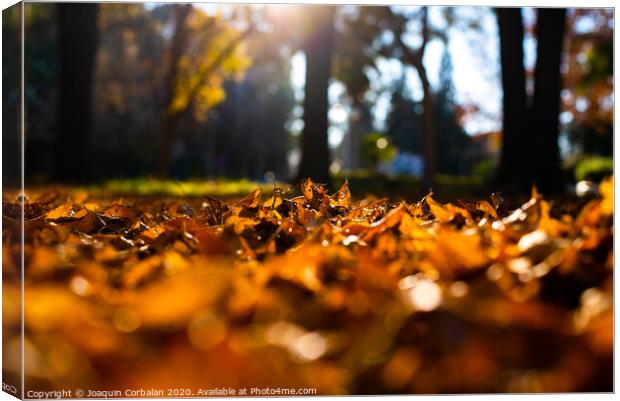 Dry tree leaves on in soil, old, autumn concept and warmth. Canvas Print by Joaquin Corbalan