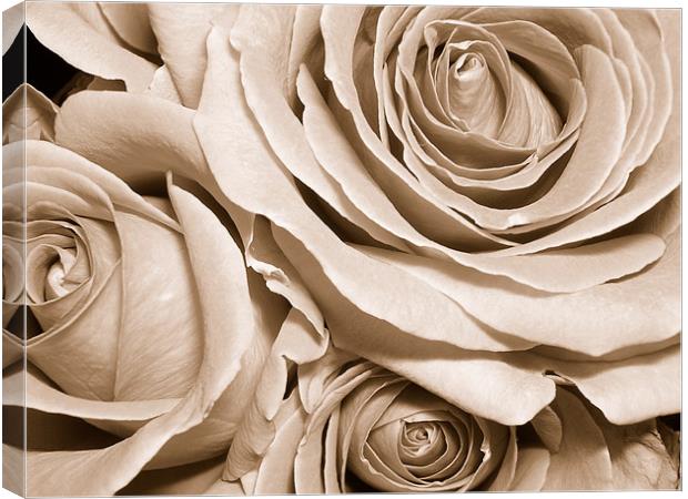 sepia roses Canvas Print by Heather Newton