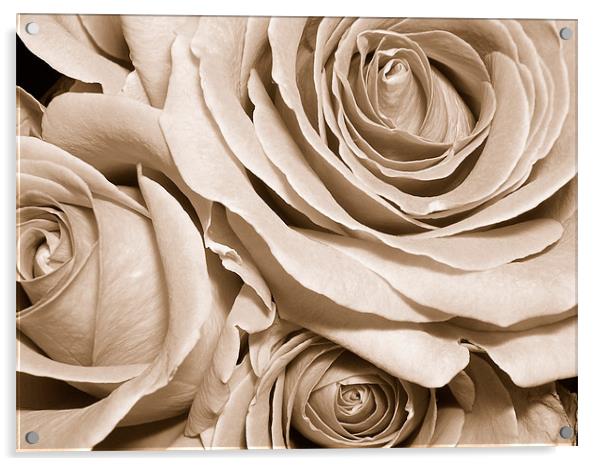 sepia roses Acrylic by Heather Newton
