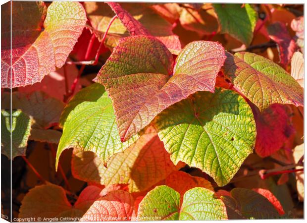 Autumn Vine Leaves Canvas Print by Angela Cottingham