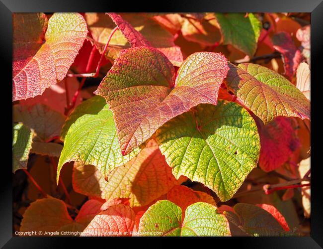 Autumn Vine Leaves Framed Print by Angela Cottingham