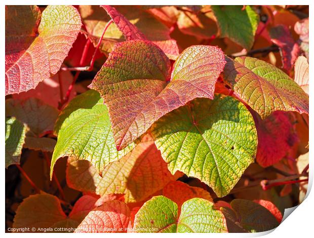 Autumn Vine Leaves Print by Angela Cottingham