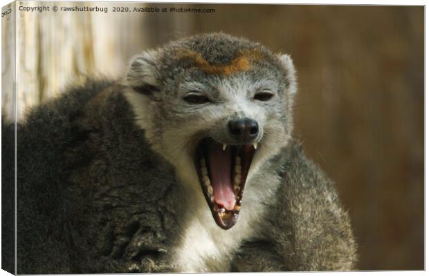 Yawning Crowned Lemur Canvas Print by rawshutterbug 