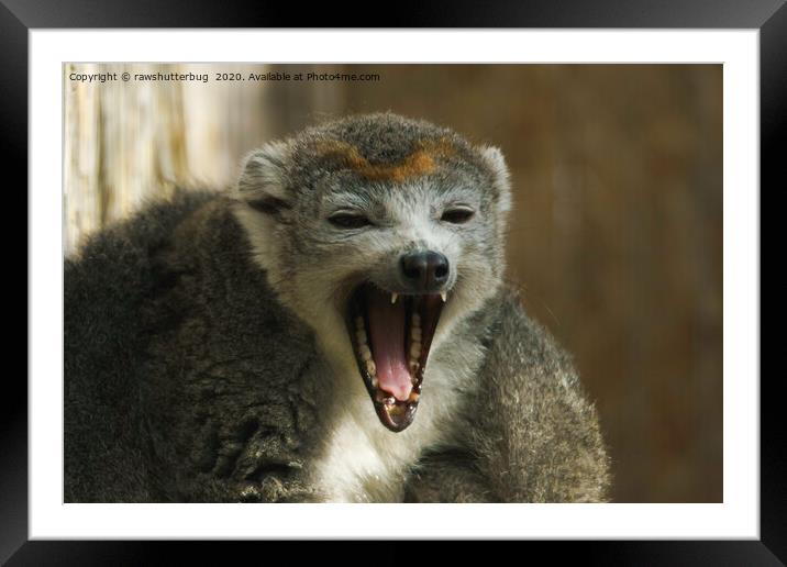 Yawning Crowned Lemur Framed Mounted Print by rawshutterbug 