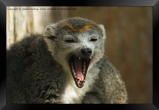 Yawning Crowned Lemur Framed Print by rawshutterbug 