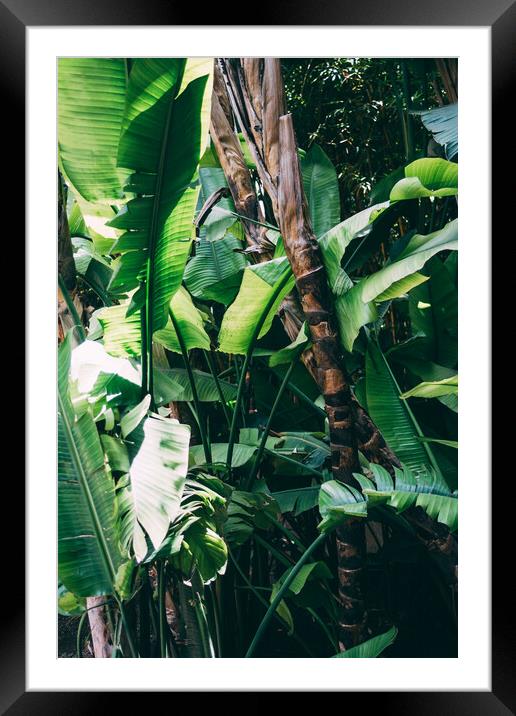 Tropical Jungle leaves Framed Mounted Print by Patrycja Polechonska