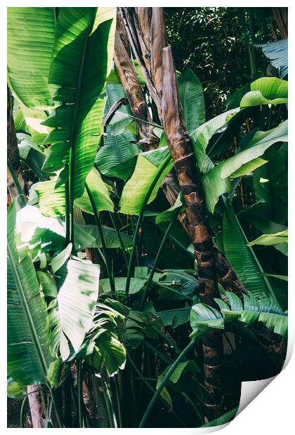 Tropical Jungle leaves Print by Patrycja Polechonska