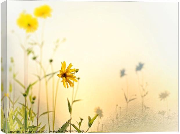 Sunflowers Canvas Print by Philip Teale