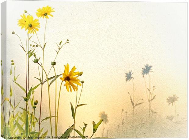 Sunflowers Canvas Print by Philip Teale