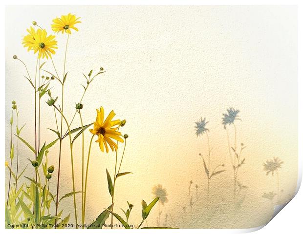 Sunflowers Print by Philip Teale