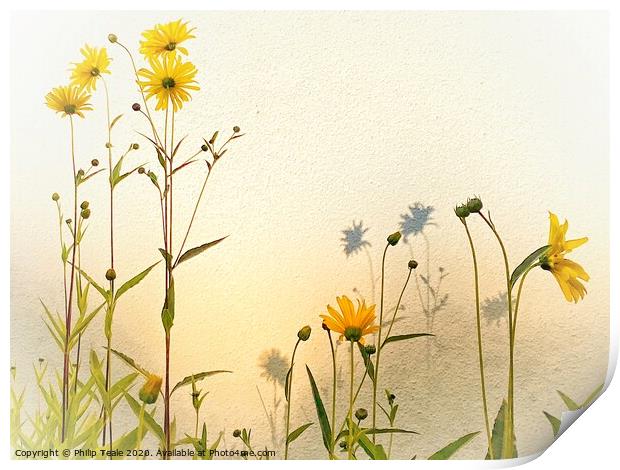 Sunflowers Print by Philip Teale