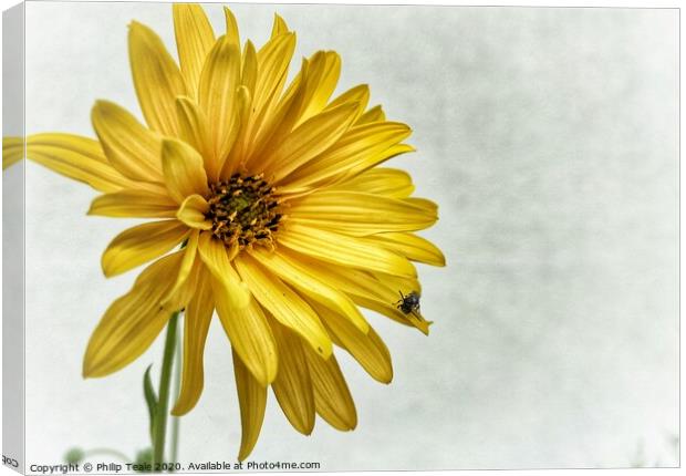 Sunflower Canvas Print by Philip Teale
