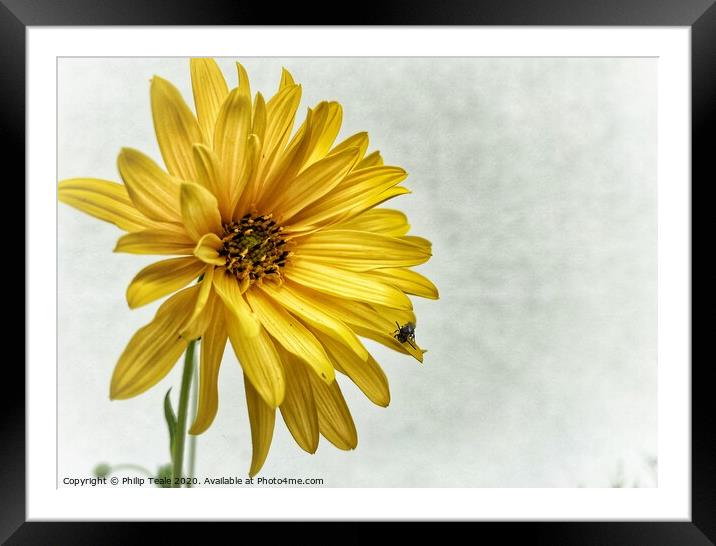 Sunflower Framed Mounted Print by Philip Teale