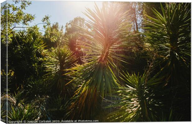 Wild palm trees with sunburst at noon in a mediterranean forest. Canvas Print by Joaquin Corbalan