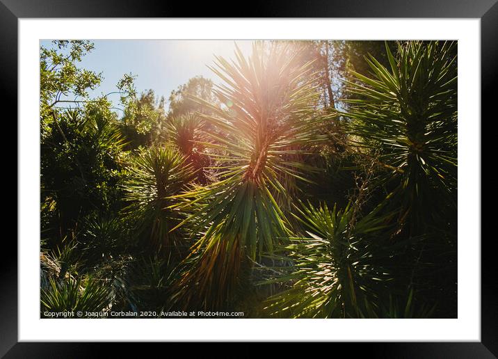 Wild palm trees with sunburst at noon in a mediterranean forest. Framed Mounted Print by Joaquin Corbalan