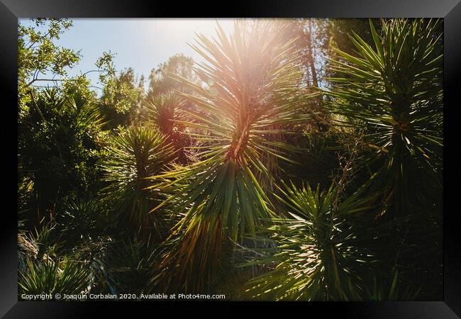 Wild palm trees with sunburst at noon in a mediterranean forest. Framed Print by Joaquin Corbalan