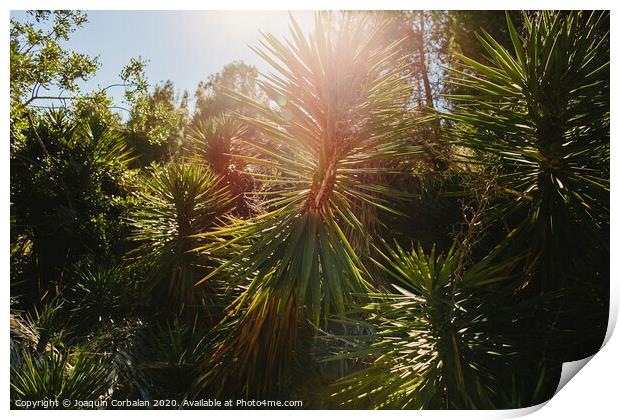 Wild palm trees with sunburst at noon in a mediterranean forest. Print by Joaquin Corbalan