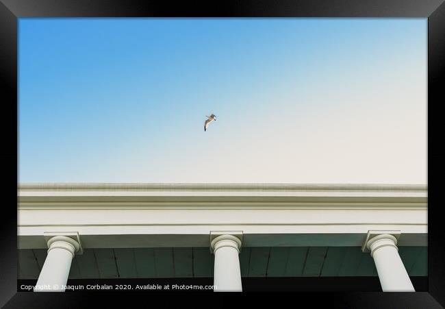 Seagull flying over an old building with large columns. Framed Print by Joaquin Corbalan