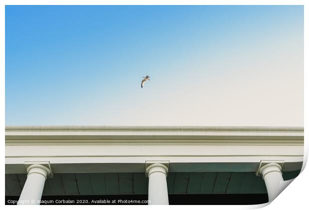 Seagull flying over an old building with large columns. Print by Joaquin Corbalan