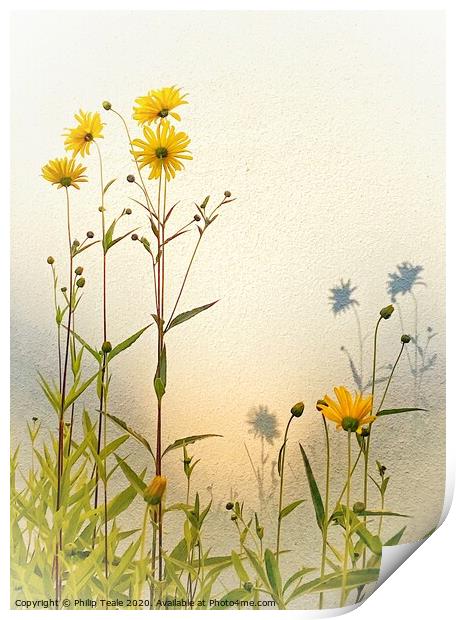 Sunflowers Print by Philip Teale