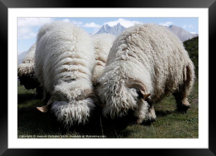 Woolly sheep grazing on the mountain Framed Mounted Print by Joaquin Corbalan