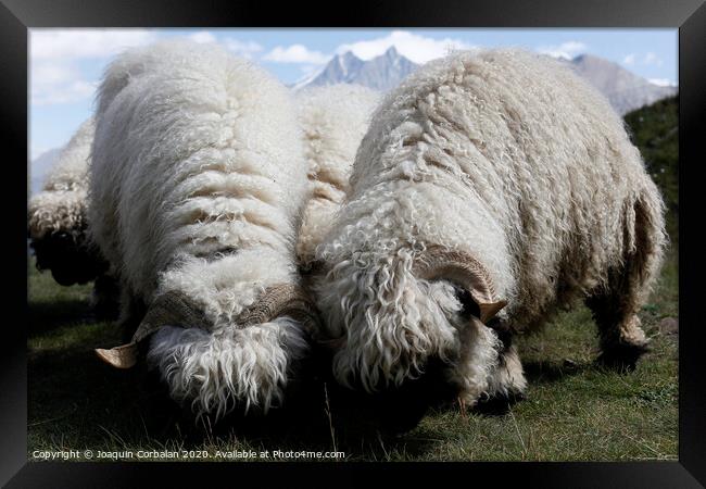 Woolly sheep grazing on the mountain Framed Print by Joaquin Corbalan