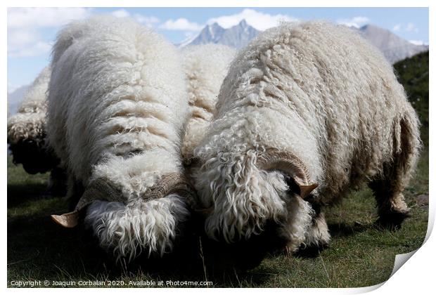 Woolly sheep grazing on the mountain Print by Joaquin Corbalan