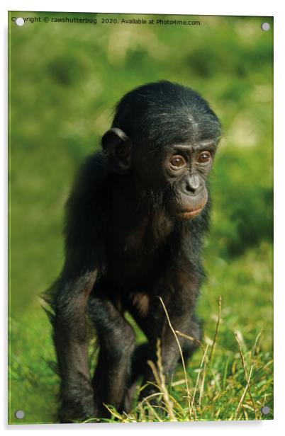 Baby Bonobo Acrylic by rawshutterbug 