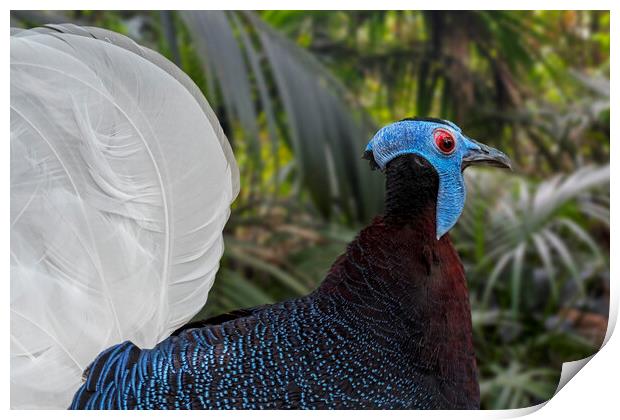 Bulwer's Pheasant  Print by Arterra 