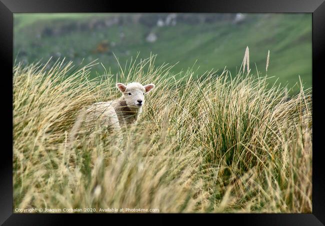 Lambs jumping among the grass in New Zealand. Framed Print by Joaquin Corbalan