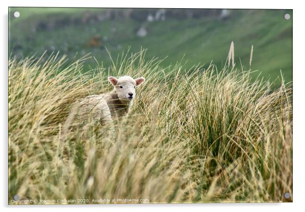Lambs jumping among the grass in New Zealand. Acrylic by Joaquin Corbalan