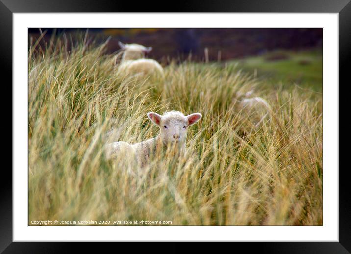 Lambs jumping among the grass in New Zealand. Framed Mounted Print by Joaquin Corbalan