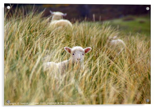Lambs jumping among the grass in New Zealand. Acrylic by Joaquin Corbalan