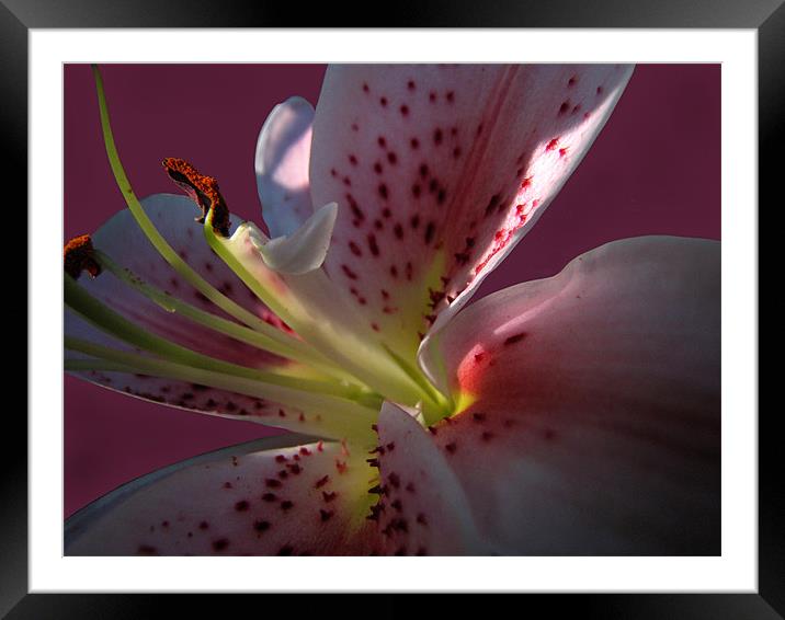 The Heart of a Lily Framed Mounted Print by Jacqi Elmslie