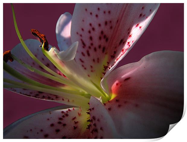 The Heart of a Lily Print by Jacqi Elmslie