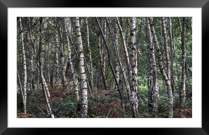 Silver Birch trees  Framed Mounted Print by Jon Fixter