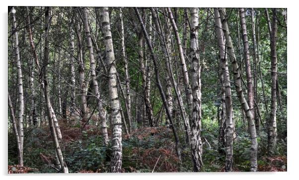 Silver Birch trees  Acrylic by Jon Fixter