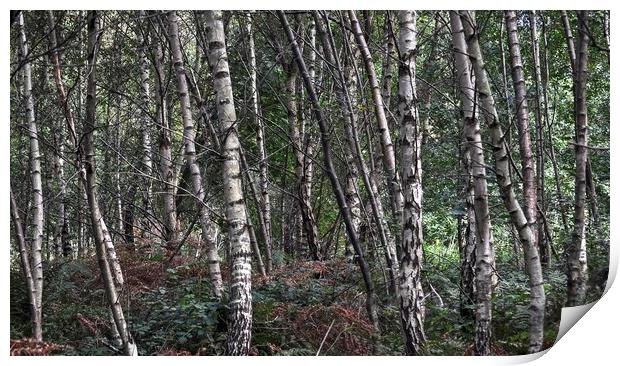 Silver Birch trees  Print by Jon Fixter