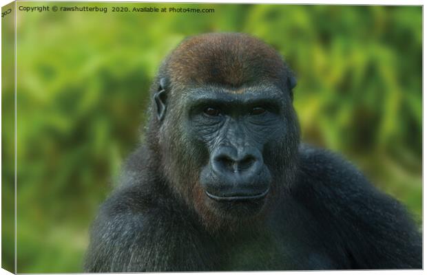 The One And Only Gorilla Lope Canvas Print by rawshutterbug 