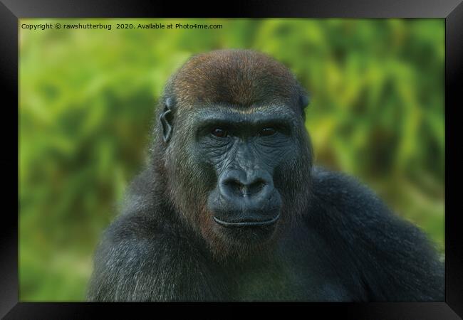 The One And Only Gorilla Lope Framed Print by rawshutterbug 