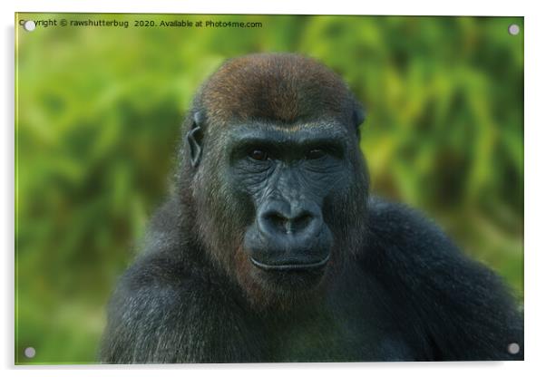 The One And Only Gorilla Lope Acrylic by rawshutterbug 